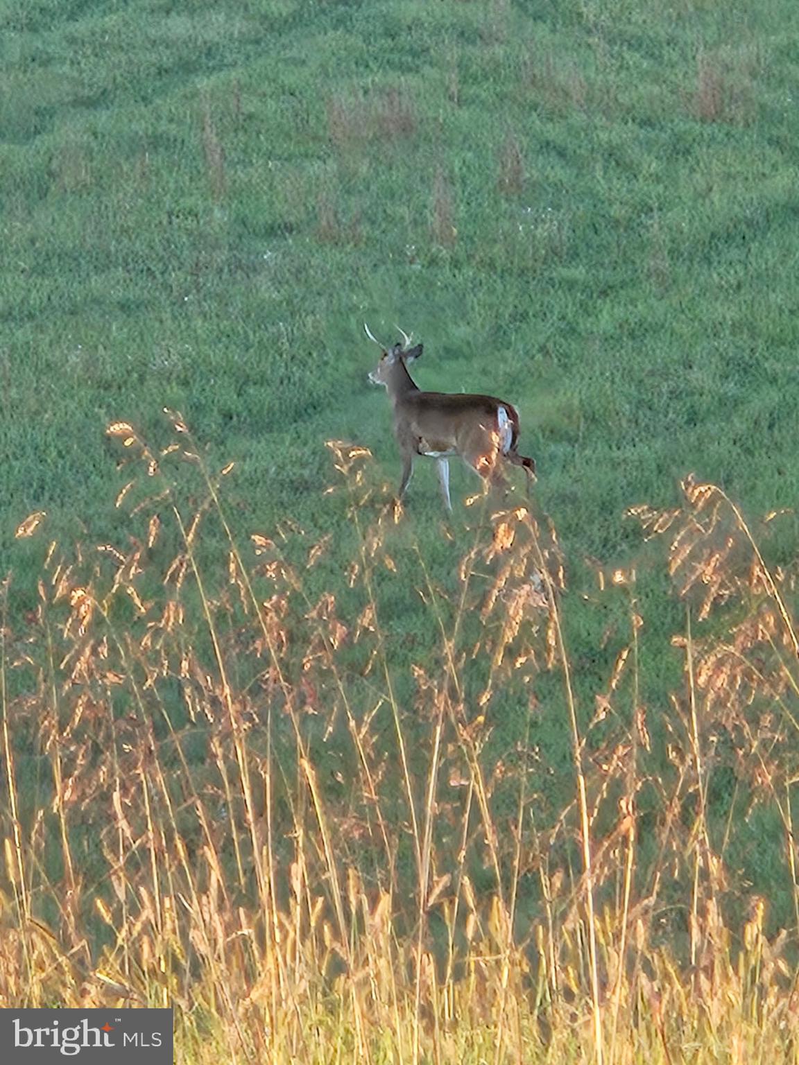 2160 Black Bear Road Needmore, PA 17238 - Photo 70 of 78
