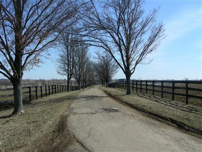 1384 Jackstown Road Paris, KY 40361 - Photo 4 of 15 Tree lined interior farm road.