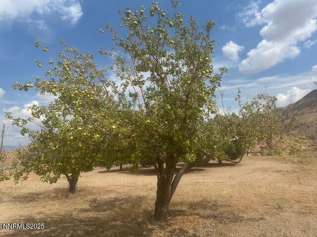 38 Burcham Flat Road Coleville, CA 96107 - Photo 13 of 39 a view of a yard with a tree