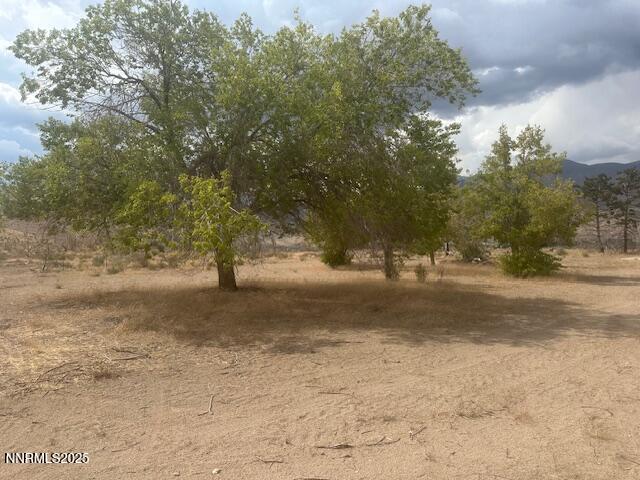 38 Burcham Flat Road Coleville, CA 96107 - Photo 29 of 39 a view of dirt yard with a large tree