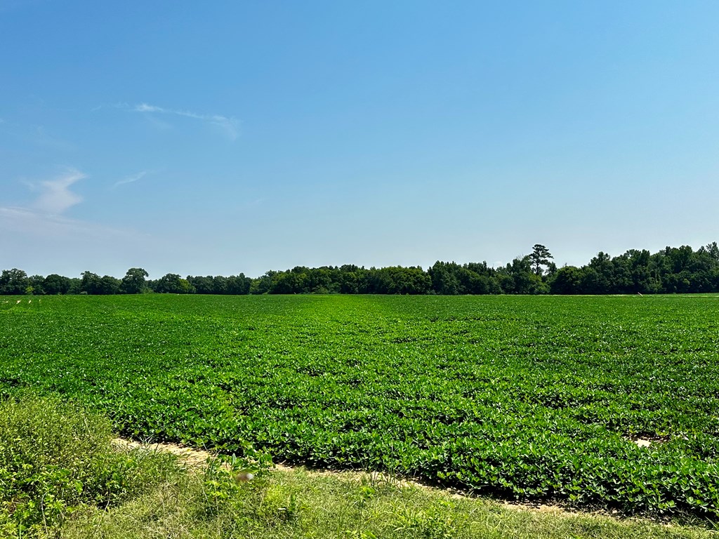18.33-acres Burdeshaw Road Headland, AL 36345 - Photo 5 of 12