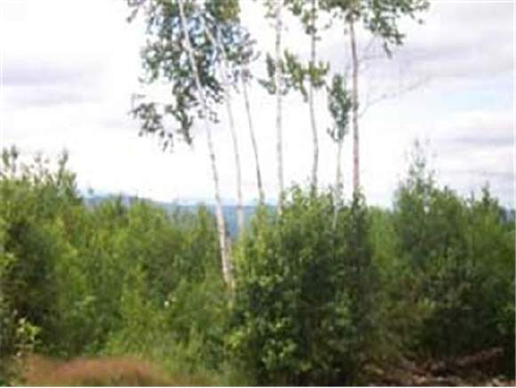 Map6 Lot 65 Colby Road Lunenburg, VT 05906 - Photo 1 of 1
