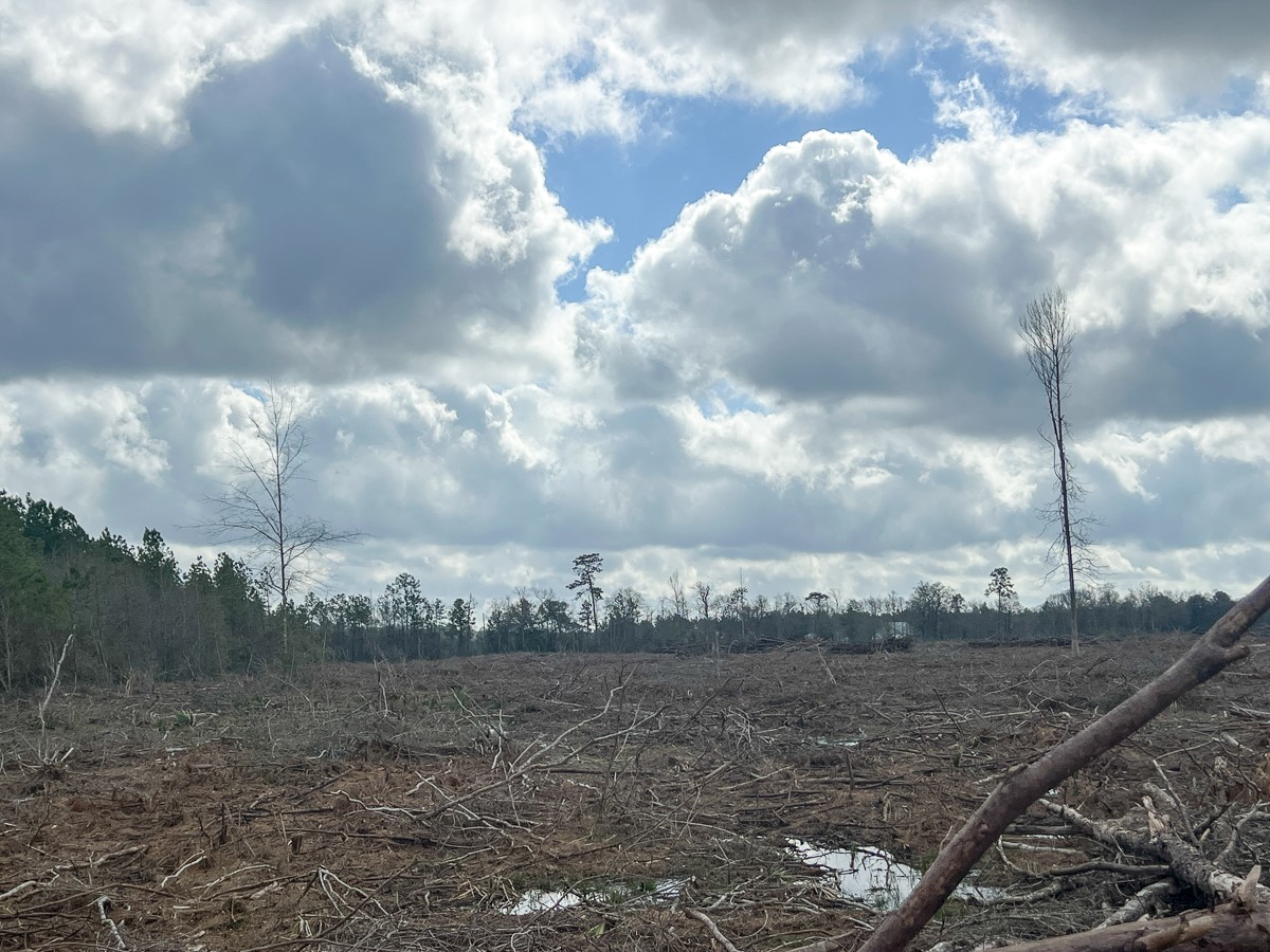 3 Fm 421 Kountze, TX 77625 - Photo 13 of 18 a view of a dry yard