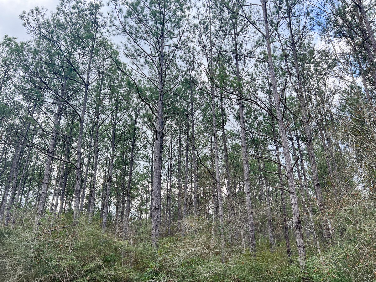 3 Fm 421 Kountze, TX 77625 - Photo 16 of 18 a view of forest