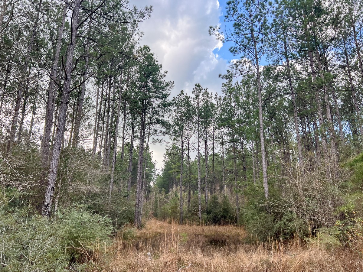 3 Fm 421 Kountze, TX 77625 - Photo 17 of 18 a view of a forest filled with trees