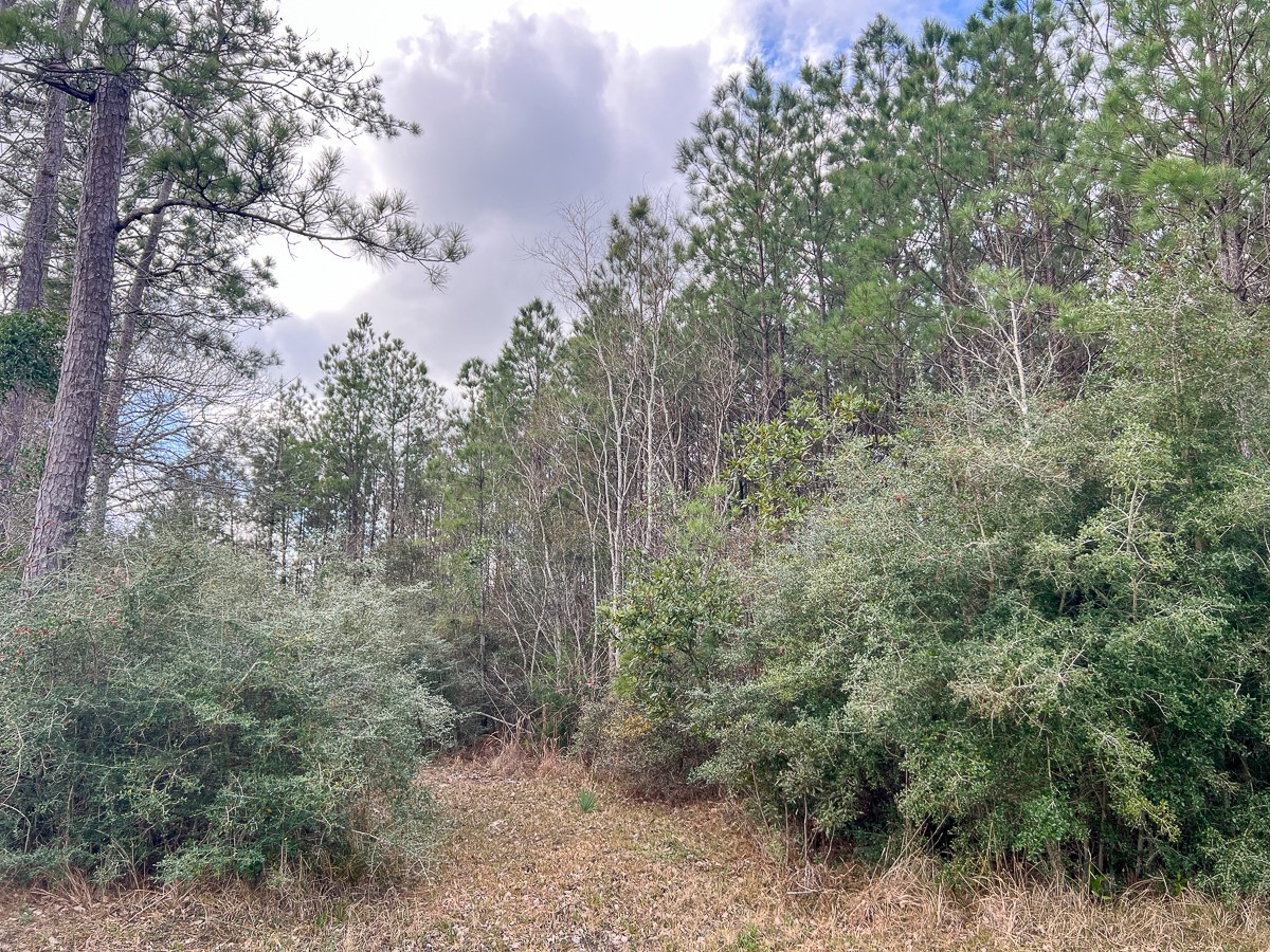 3 Fm 421 Kountze, TX 77625 - Photo 18 of 18 a view of a forest with trees in the background