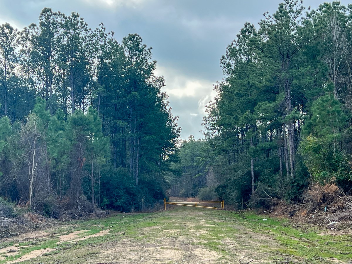 3 Fm 421 Kountze, TX 77625 - Photo 7 of 18 a view of a yard