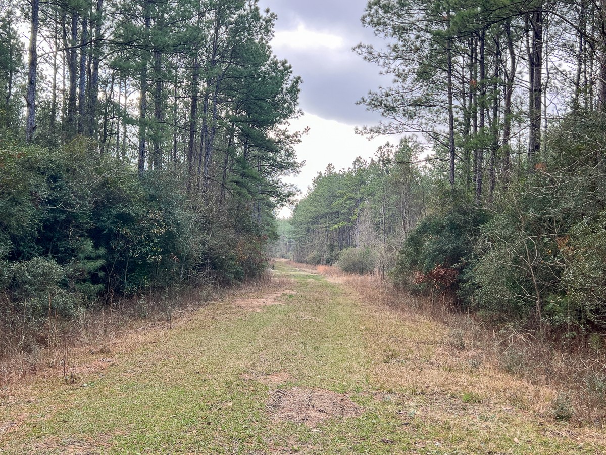 3 Fm 421 Kountze, TX 77625 - Photo 8 of 18 a view of a yard with a tree
