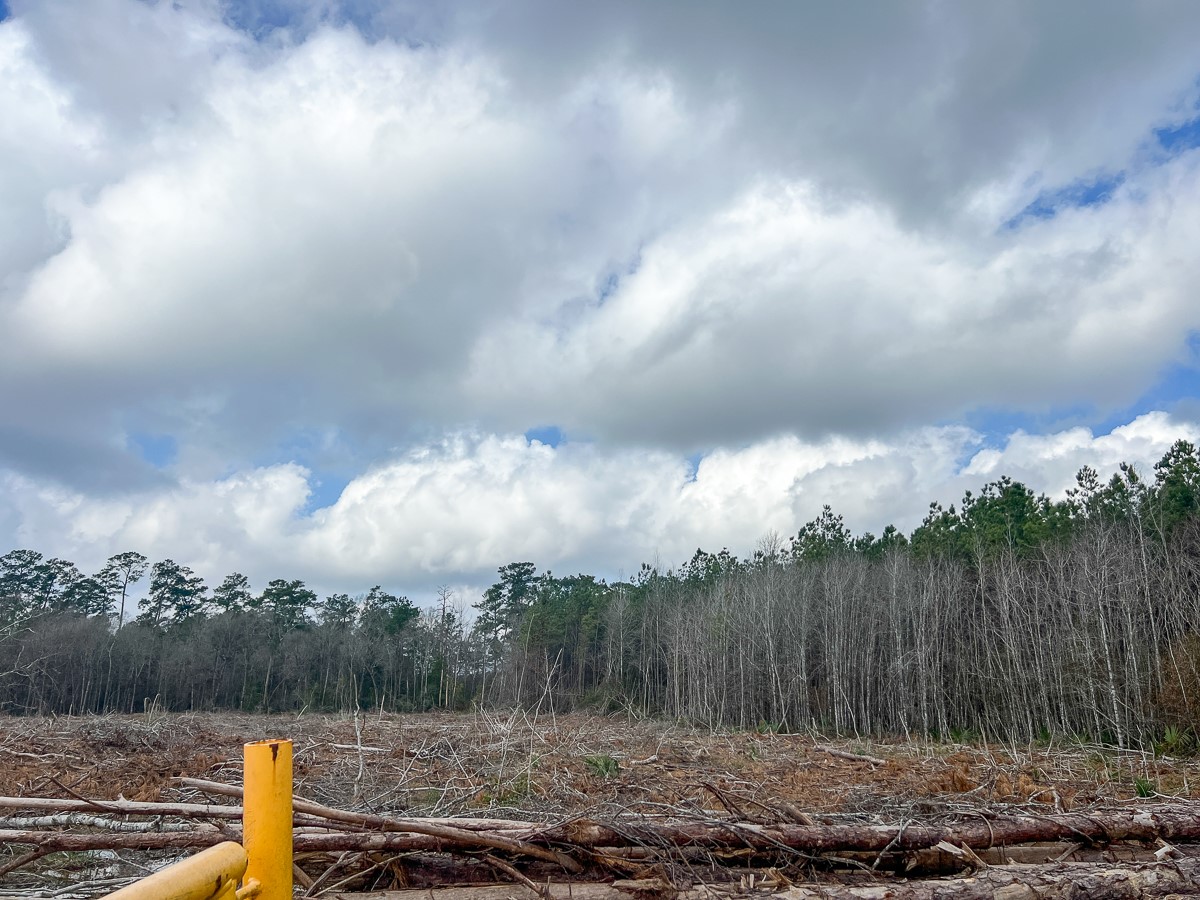 3 Fm 421 Kountze, TX 77625 - Photo 10 of 18 a view of a yard with wooden fence