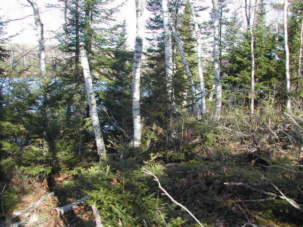 On On Little Papoose Road, Unit LTS 6&7 Manitowish Waters, WI 54545 - Photo 3 of 6 Gallery Image 3
