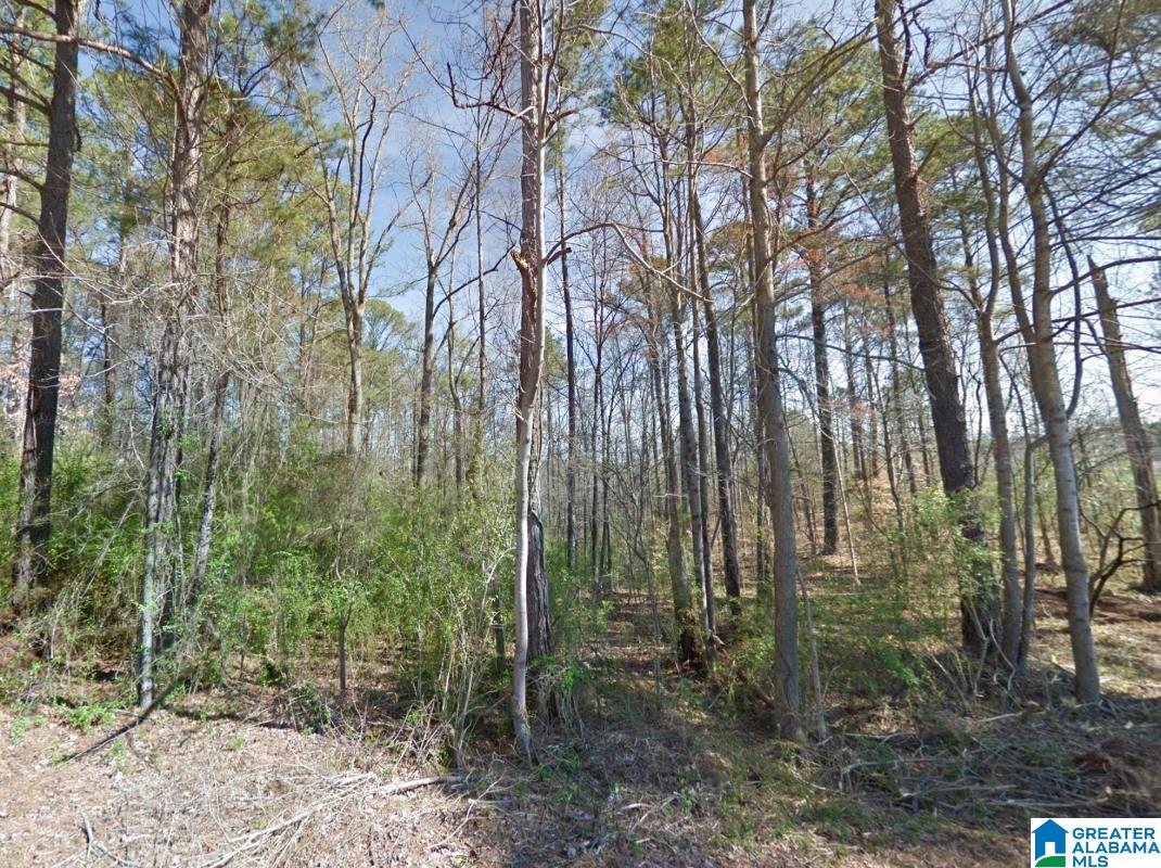 0 Granny Hyche Road Cordova, AL 35550 - Photo 2 of 6 Gallery Image 2