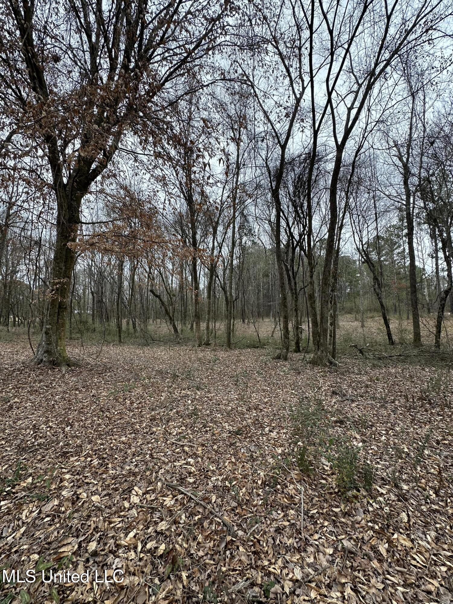 0 Futch Road Forest, MS 39074 - Photo 13 of 16 Photo Feb 05 2025, 2 40 46 PM