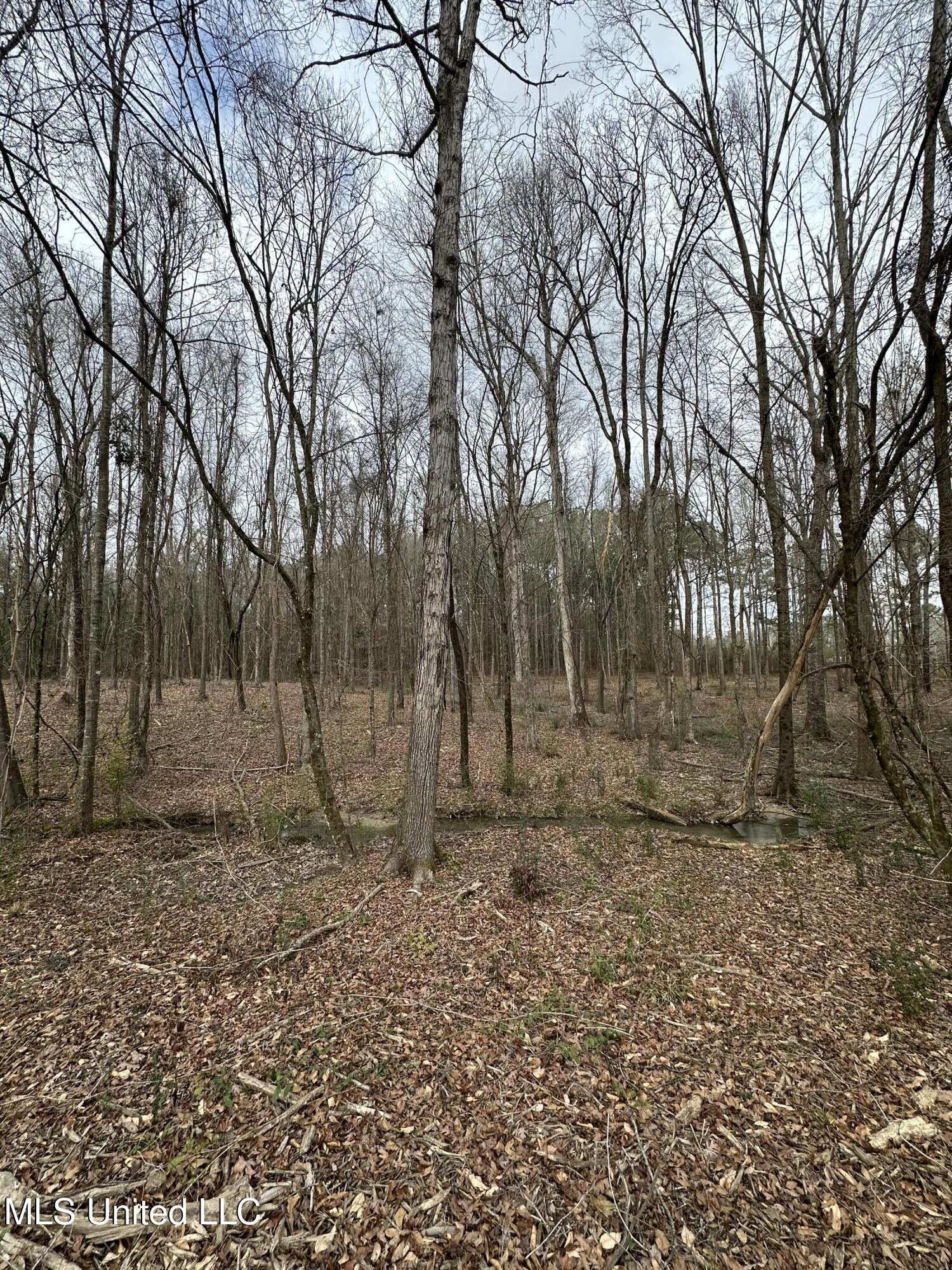 0 Futch Road Forest, MS 39074 - Photo 5 of 16 Photo Feb 05 2025, 2 35 31 PM