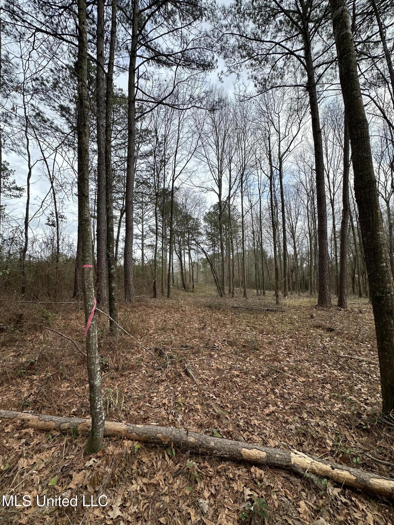 0 Futch Road Forest, MS 39074 - Photo 7 of 16 Photo Feb 05 2025, 2 37 13 PM