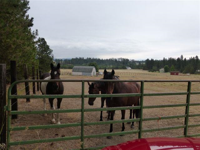 18710 North Division Road Colbert, WA 99005 - Photo 11 of 20