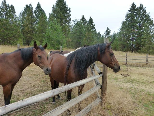 18710 North Division Road Colbert, WA 99005 - Photo 16 of 20