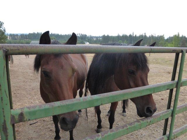 18710 North Division Road Colbert, WA 99005 - Photo 9 of 20