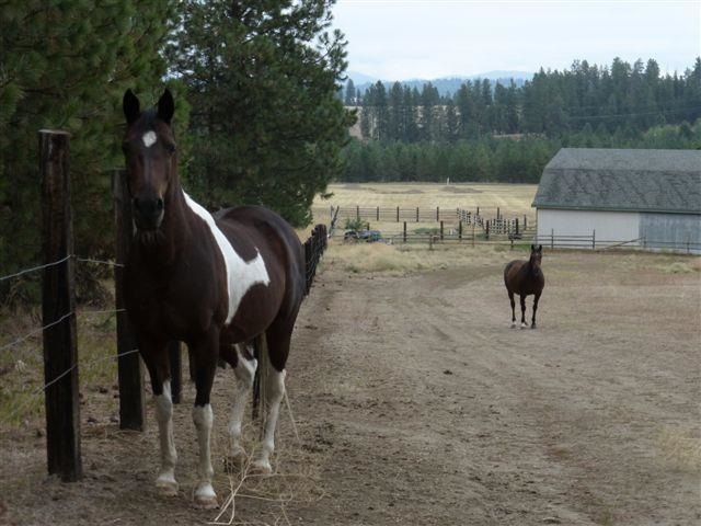 18710 North Division Road Colbert, WA 99005 - Photo 10 of 20