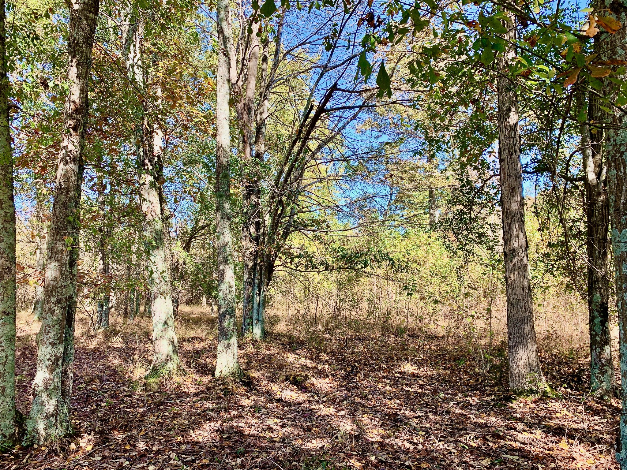 39 Bolling Road Ardmore, TN 38449 - Photo 22 of 24 a view of a yard