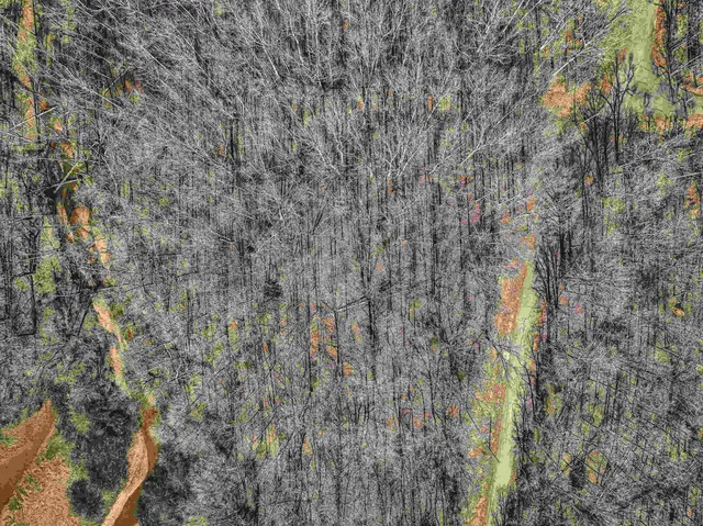 a close up of a plant in a forest