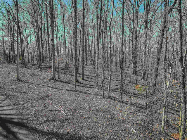 a view of a backyard with trees