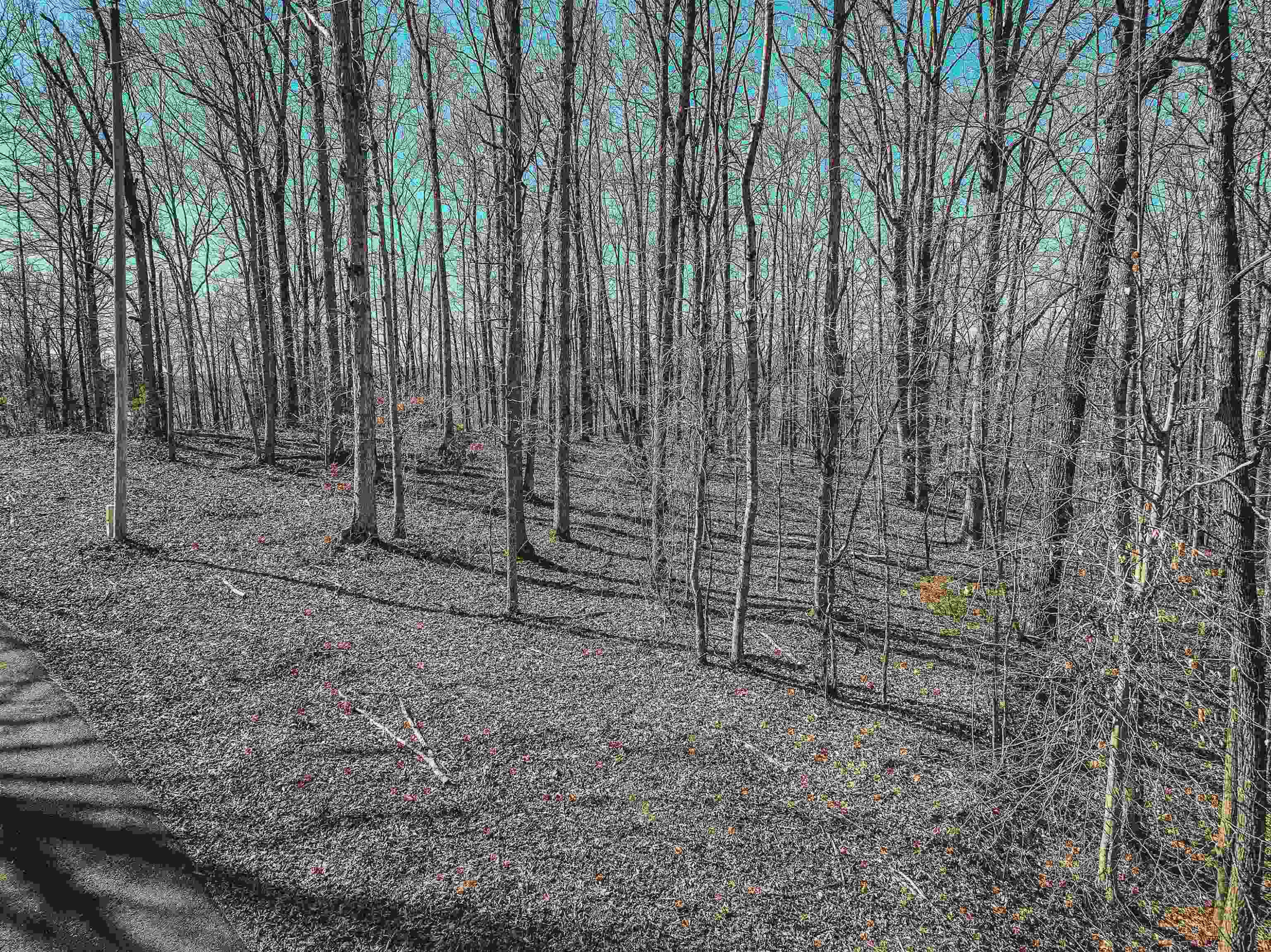 Lot 425 Fawn Ridge Road Parsons, TN 38363 - Photo 10 of 21 a view of a backyard with trees