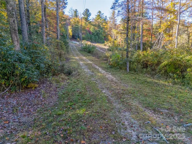 a view of a yard with trees on both side of the road
