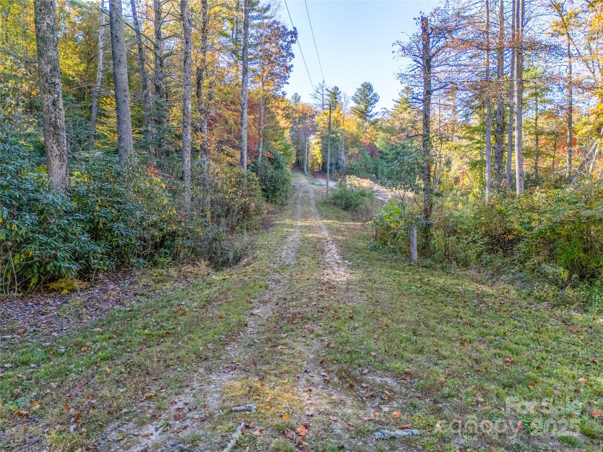4111 Bobs Creek Road Zirconia, NC 28790 - Photo 30 of 48 a view of a forest filled with trees