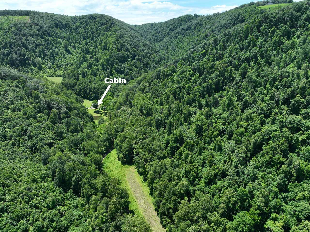 a view of a lush green forest with trees in the background