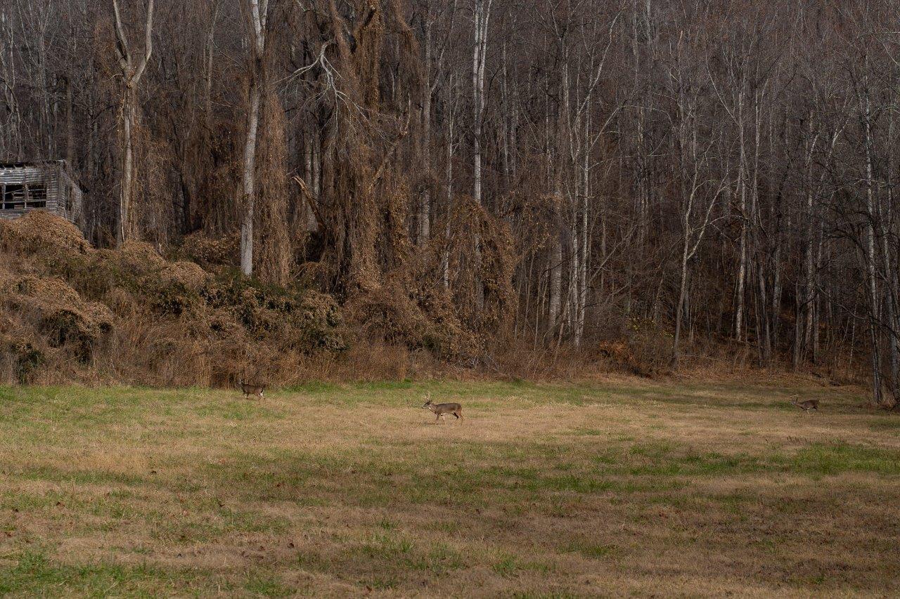 0 Foothills Road Callaway, VA 24067 - Photo 11 of 47 a backyard of a house