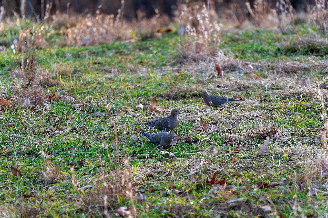 0 Foothills Road Callaway, VA 24067 - Photo 14 of 47 a view of a garden with a fountain