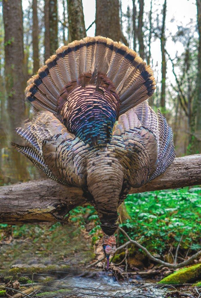0 Foothills Road Callaway, VA 24067 - Photo 33 of 47 a view of a backyard with a sink