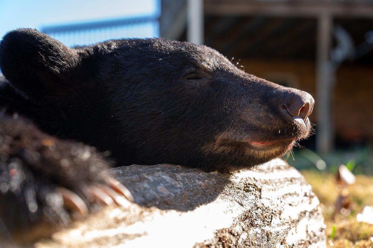 0 Foothills Road Callaway, VA 24067 - Photo 7 of 47
