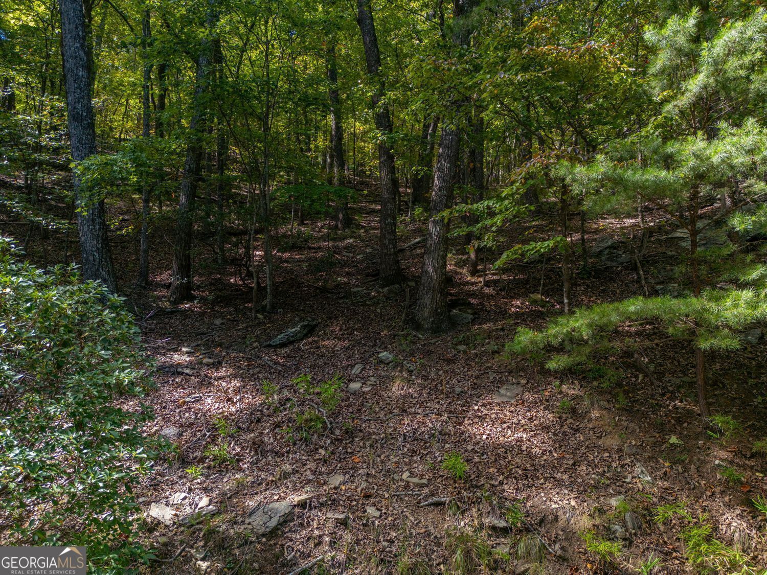 0 Little Hendricks Mountain Road Jasper, GA 30143 - Photo 2 of 17 a view of a forest with trees in the background