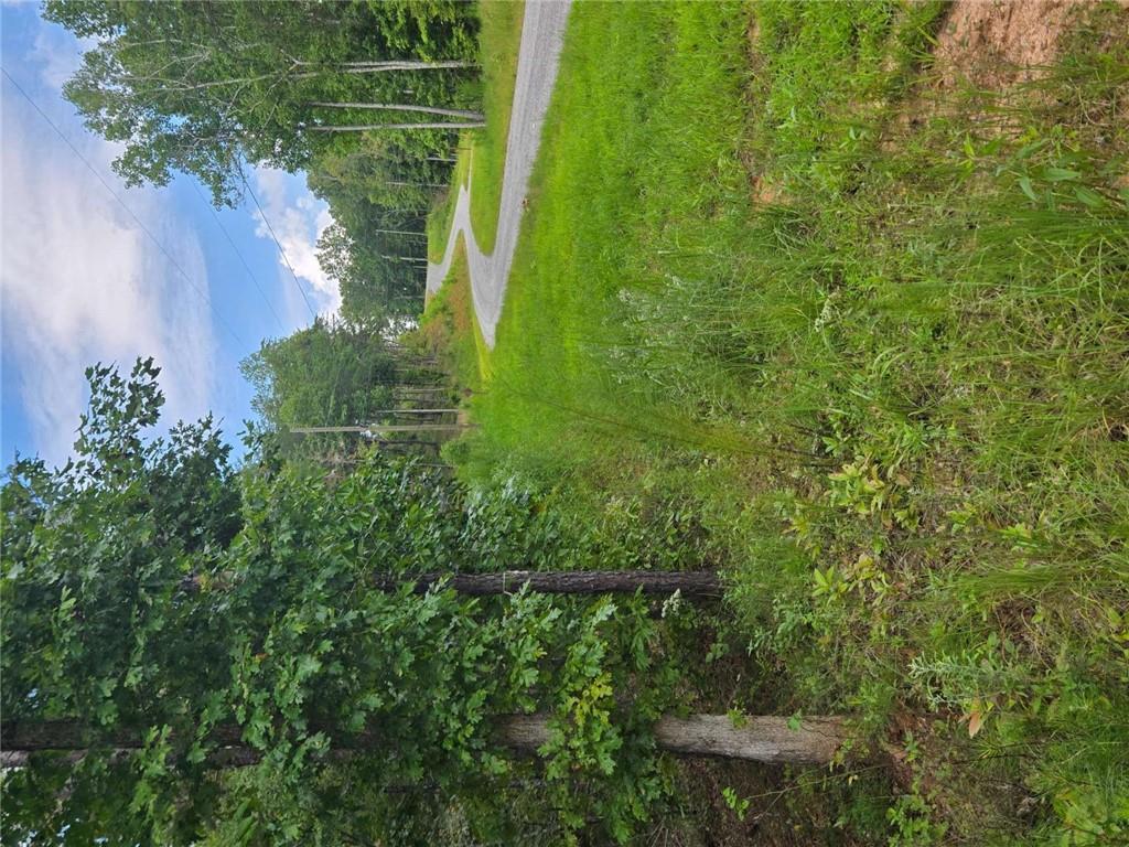 a view of a field with a tree