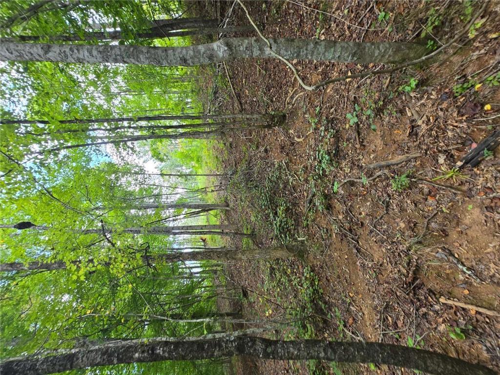 0 Crayfish Place Talking Rock, GA 30175 - Photo 11 of 27 a view of a forest with trees in the background