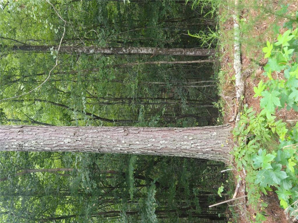0 Crayfish Place Talking Rock, GA 30175 - Photo 3 of 27 a view of a tree in a yard