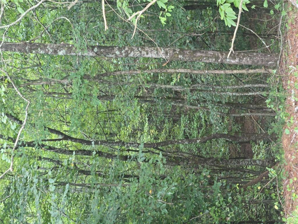 0 Crayfish Place Talking Rock, GA 30175 - Photo 5 of 27 a view of a forest with a tree