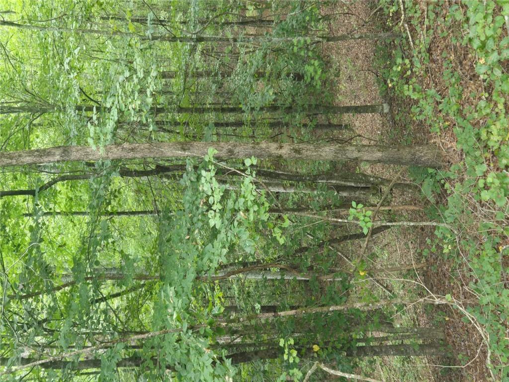 0 Crayfish Place Talking Rock, GA 30175 - Photo 6 of 27 a view of a forest