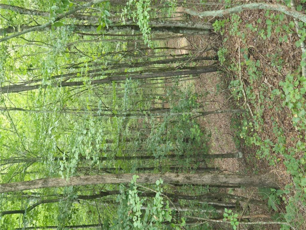 0 Crayfish Place Talking Rock, GA 30175 - Photo 7 of 27 a view of a forest with a tree