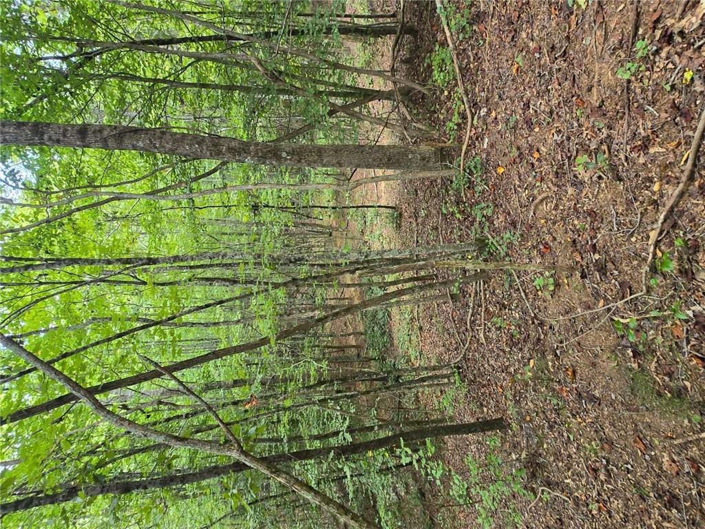 0 Crayfish Place Talking Rock, GA 30175 - Photo 9 of 27 a view of a yard with lots of trees