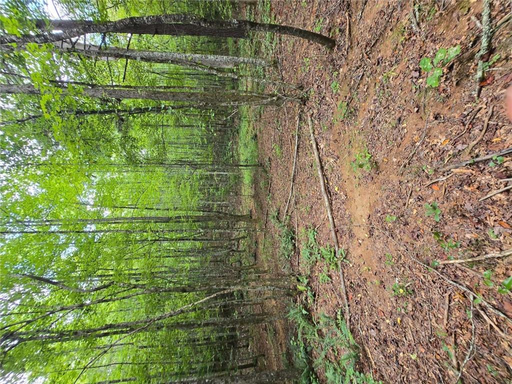 0 Crayfish Place Talking Rock, GA 30175 - Photo 10 of 27 a view of a forest with trees in the background