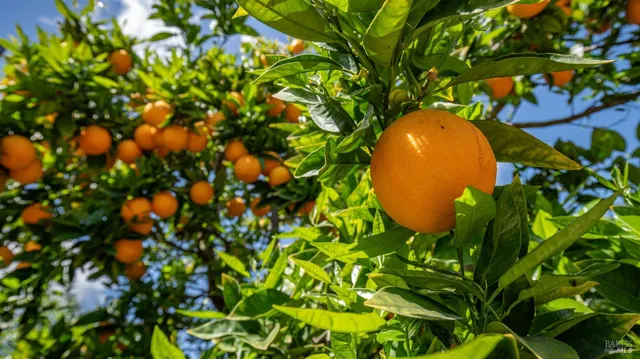 a view of a plant in a garden