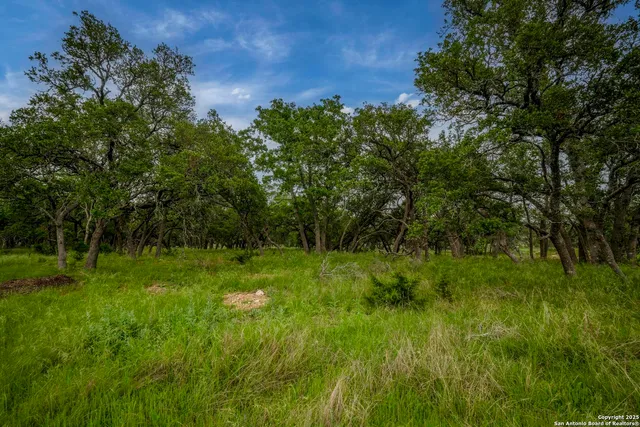 a view of a lush green space
