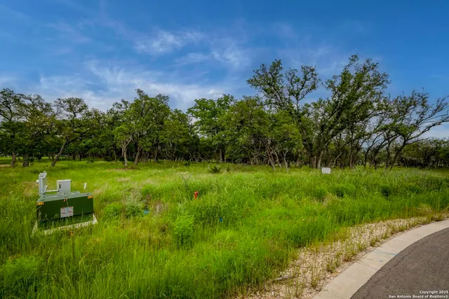 a view of a garden with plants and large trees