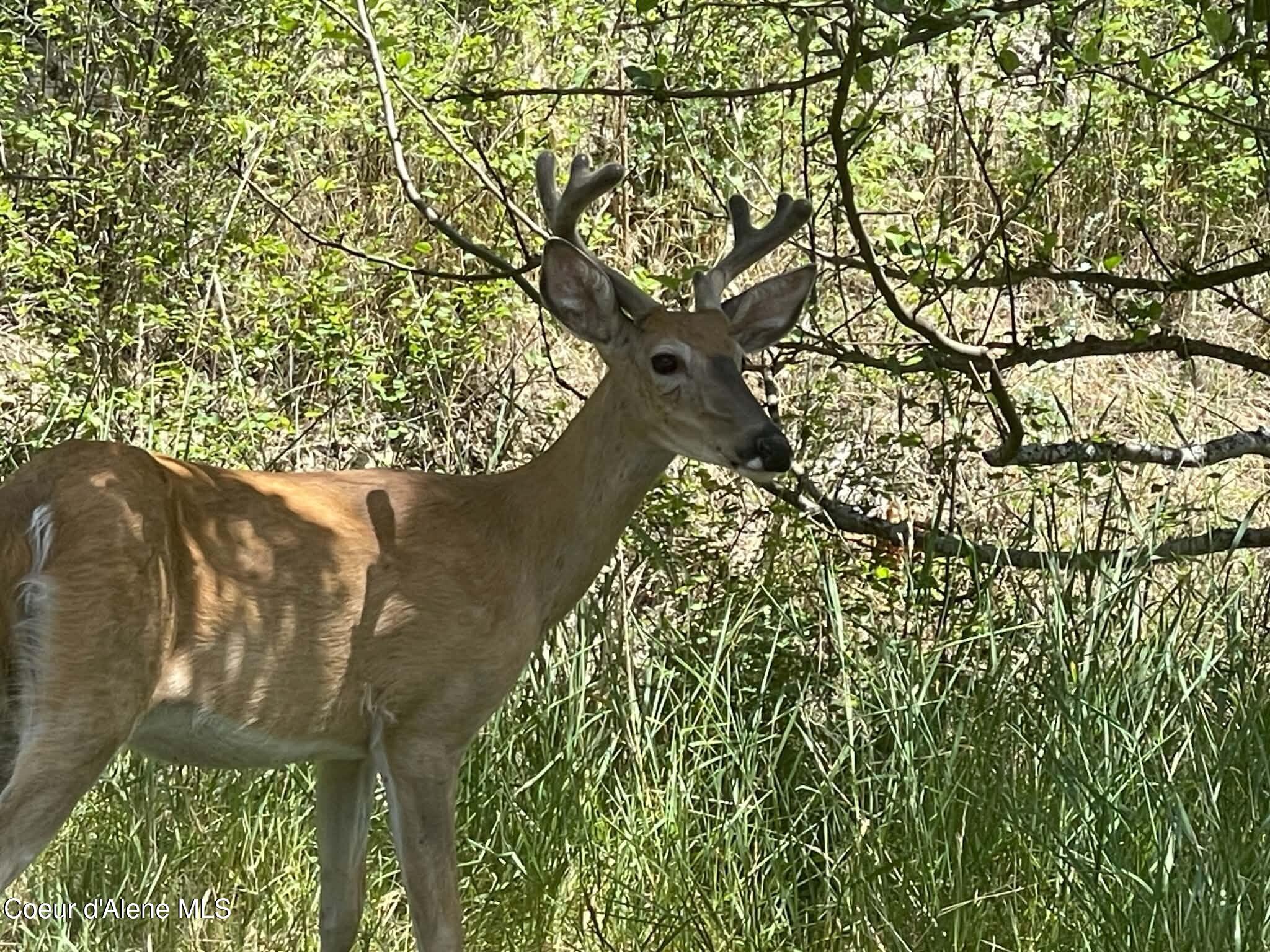 deer