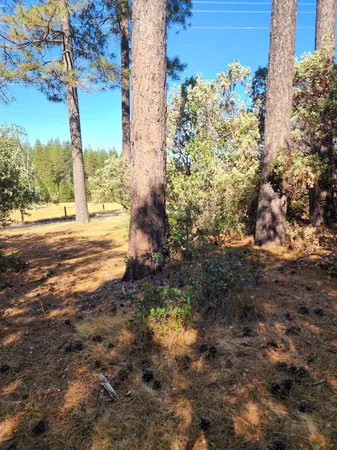 a view of a yard with plants and trees
