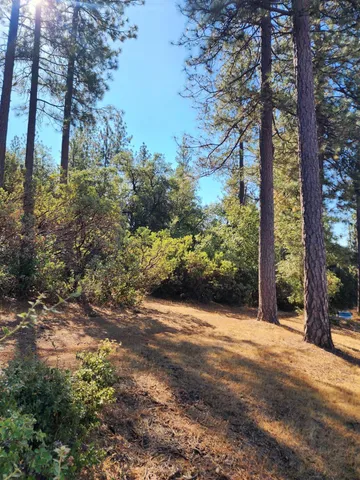 a view of a yard with plants and trees