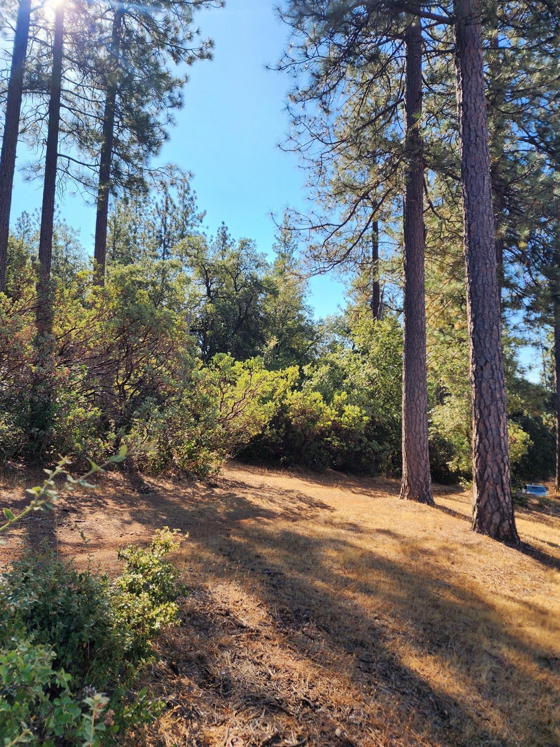 10550 Tabeaud Road Pine Grove, CA 95665 - Photo 4 of 6 a view of a yard with plants and trees