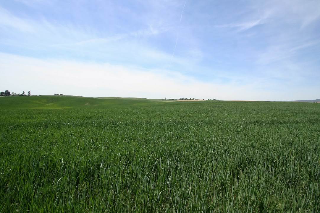 15670 South Madison Road, Unit ADDRESS STATED IS APPROXIMATE ONLY Valleyford, WA 99036 - Photo 14 of 19 Gallery Image 14